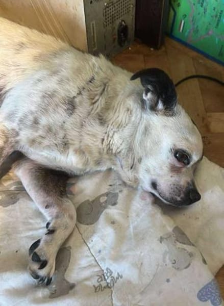 Viktor, kleiner Senior sucht Körbchen