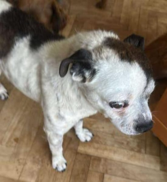 Viktor, kleiner Senior sucht Körbchen