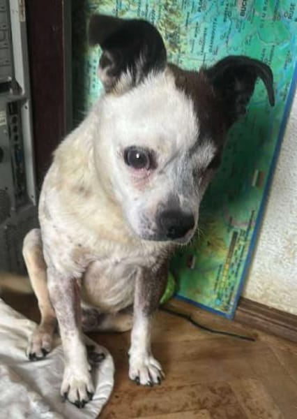 Viktor, kleiner Senior sucht Körbchen