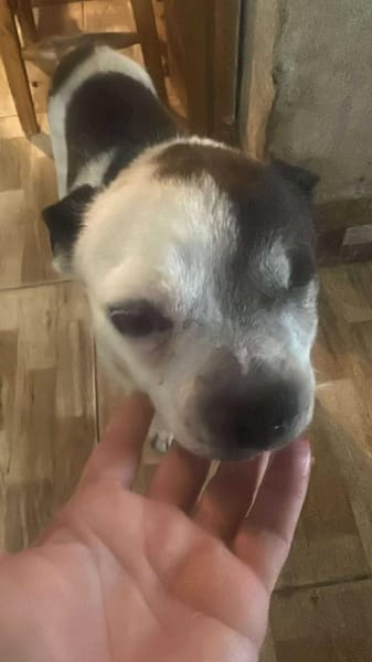 Viktor, kleiner Senior sucht Körbchen