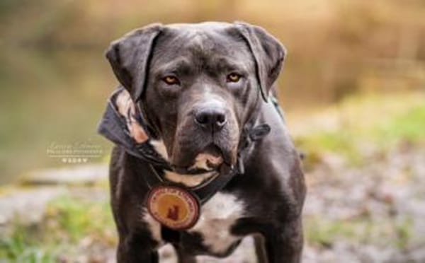 Schenkst du Fiero ein neues Leben?