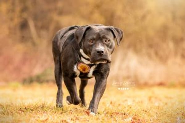 Schenkst du Fiero ein neues Leben?