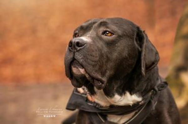 Schenkst du Fiero ein neues Leben?