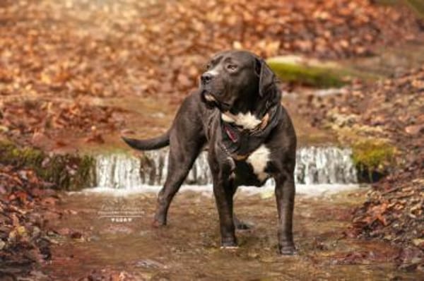 Schenkst du Fiero ein neues Leben?