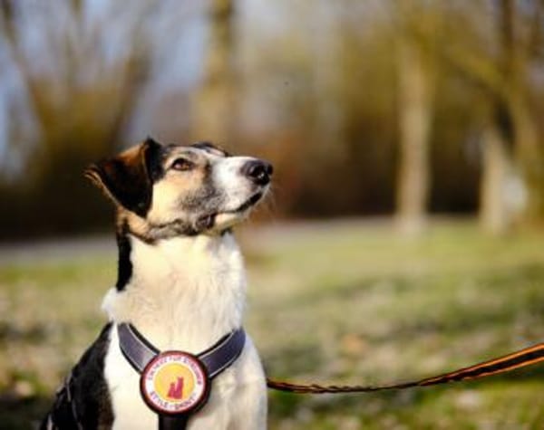 Lio sucht ein geduldiges Zuhause