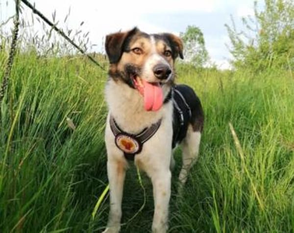 Lio sucht ein geduldiges Zuhause