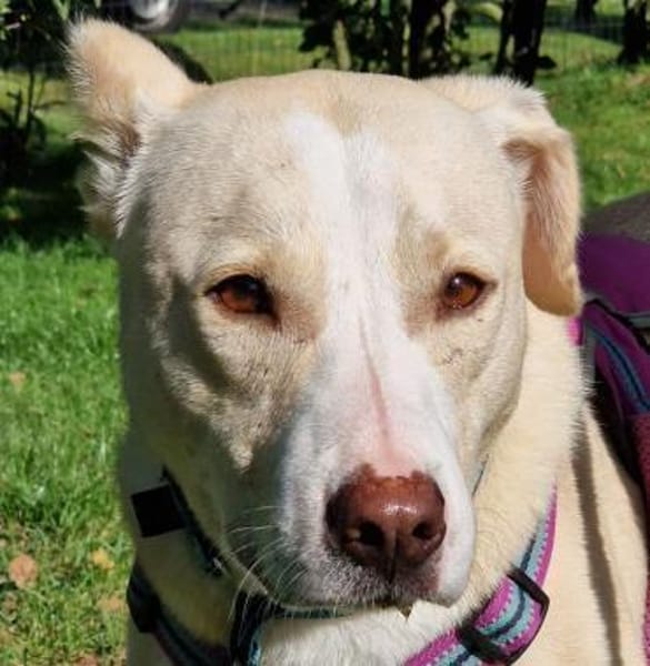 Sunny - Ein-Ohr-Hund