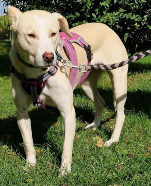 Sunny - Ein-Ohr-Hund