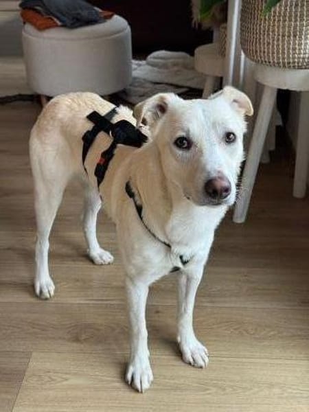 Piero wartet in 58453 Witten