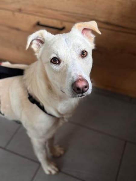 Piero wartet in 58453 Witten