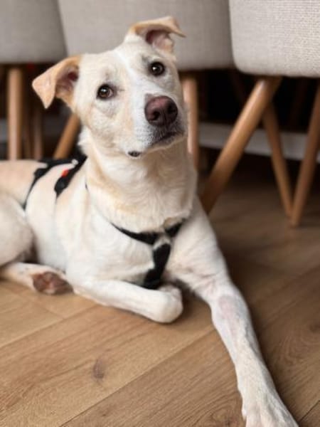 Piero wartet in 58453 Witten