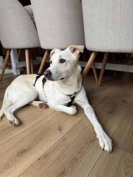 Piero wartet in 58453 Witten