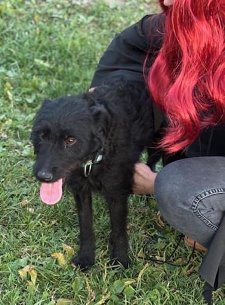 Die zierliche Rita sucht ein Zuhause