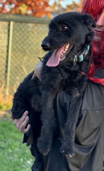 Die zierliche Rita sucht ein Zuhause