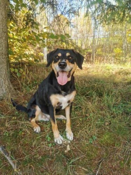 Nero sucht sein Zuhause