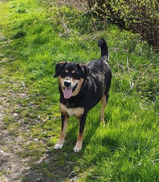 Nero sucht sein Zuhause