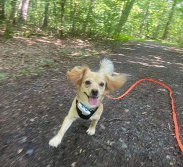 Kleiner MIO sucht ländliches Zuhause!