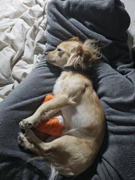 Kleiner MIO sucht ländliches Zuhause!