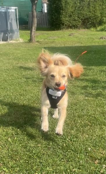 Kleiner MIO sucht ländliches Zuhause!