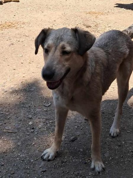 Sandy sucht ein Zuhause