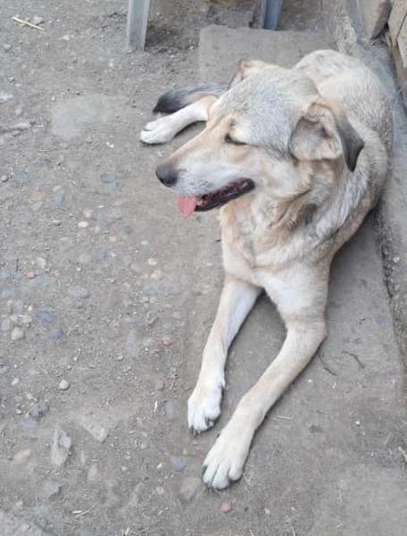 Sandy sucht ein Zuhause