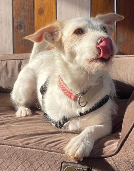 Frex, geb. ca. 07/2022, 79650 Schopfheim