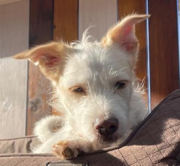 Frex, geb. ca. 07/2022, 79650 Schopfheim