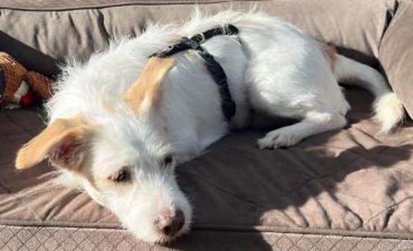 Frex, geb. ca. 07/2022, 79650 Schopfheim