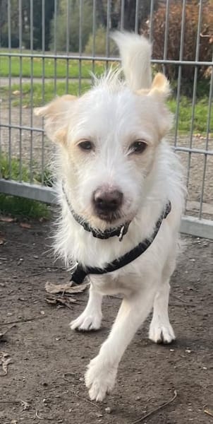 Frex, geb. ca. 07/2022, 79650 Schopfheim