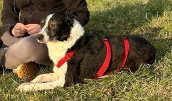 Sarasanfte Seele sucht liebevolles Zuha