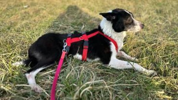 Sarasanfte Seele sucht liebevolles Zuha