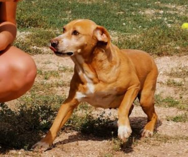 Estrella II - ein Dreamteam mit Alma