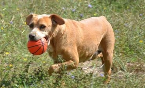 Estrella II - ein Dreamteam mit Alma