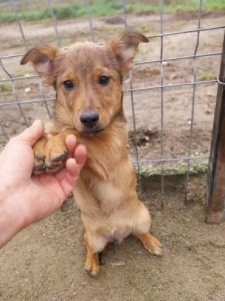 Damain 20 cm (Nov 25) Pflegestelle