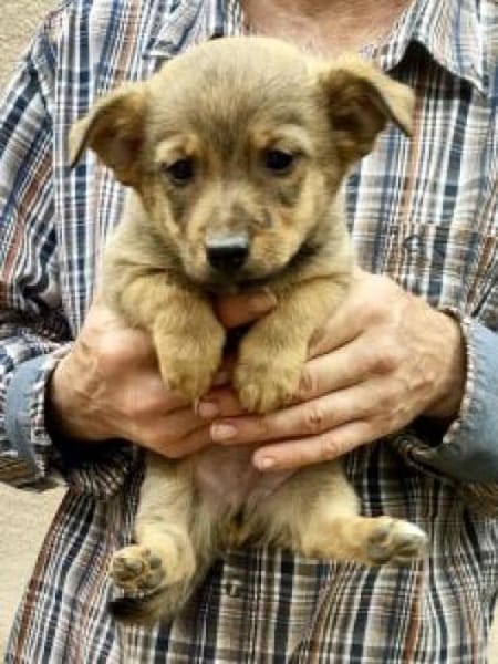 Damain 20 cm (Nov 25) Pflegestelle