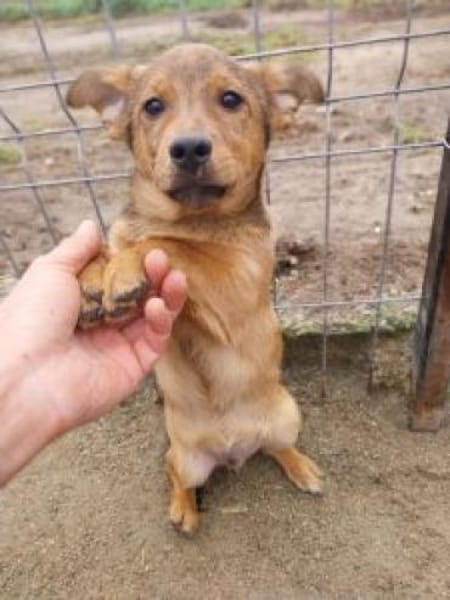 Damain 20 cm (Nov 25) Pflegestelle