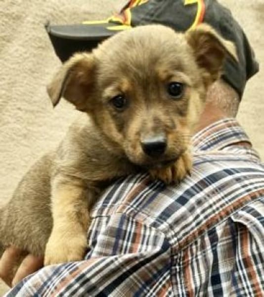 Damain 20 cm (Nov 25) Pflegestelle