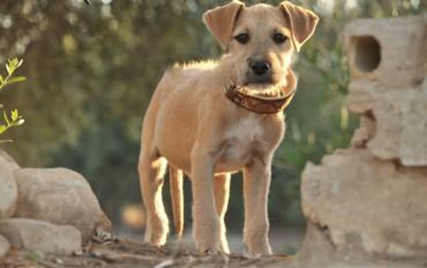 RAFAEL versucht sein Glück 🍀