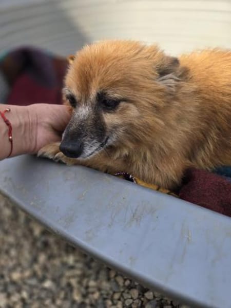 Lotti kleine Oma - 76661 Philippsburg