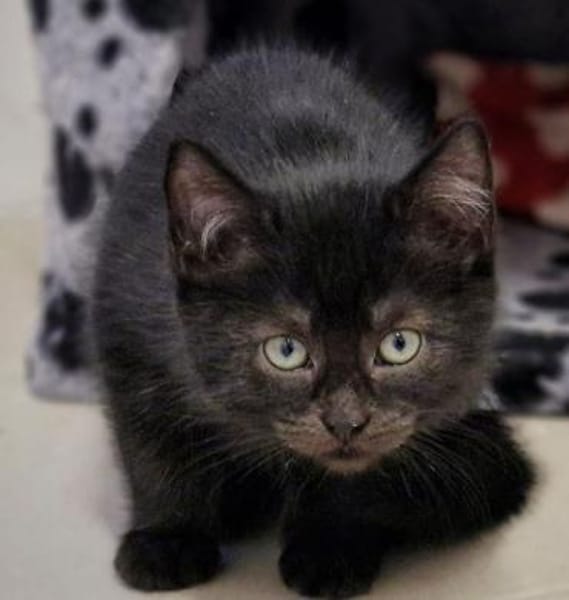 Taco,Brezel,Trüffel,Schaschlik,Zwiebel