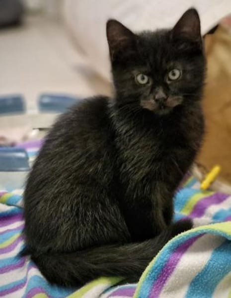 Taco,Brezel,Trüffel,Schaschlik,Zwiebel