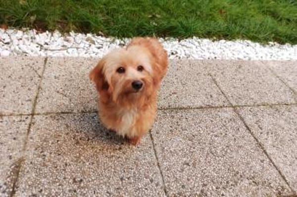 Ninno - wartet in 64347 Griesheim