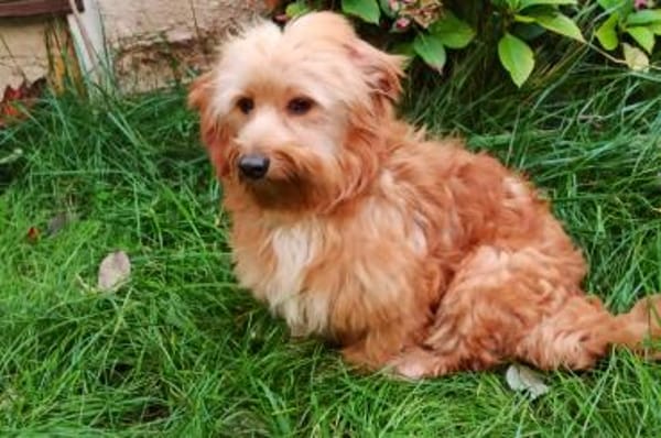 Ninno - wartet in 64347 Griesheim