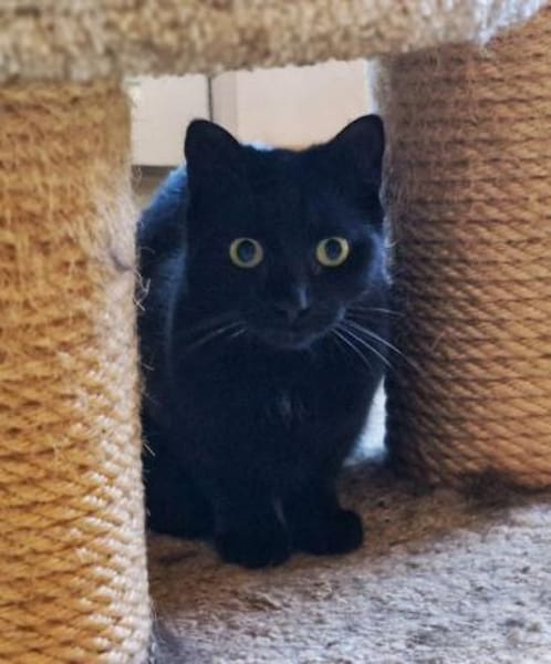 Blacky und Knöpfchen