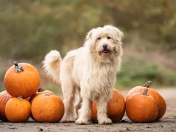 TWIST - zur Pension in Hessen