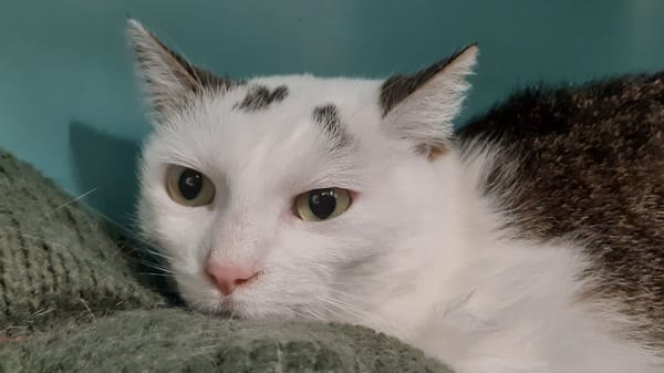 Sapinette (réservée)