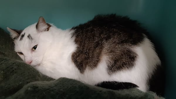 Sapinette (réservée)