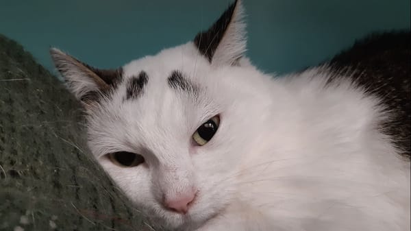 Sapinette (réservée)