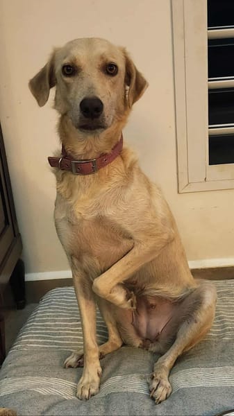 Suzie la belle et douce louloute