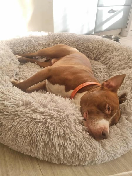 TATUM est un chouette chien